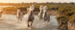 camargue