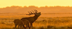 hoge veluwe