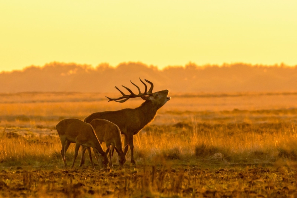 hoge veluwe