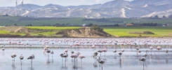 larnaca salt lake scaled